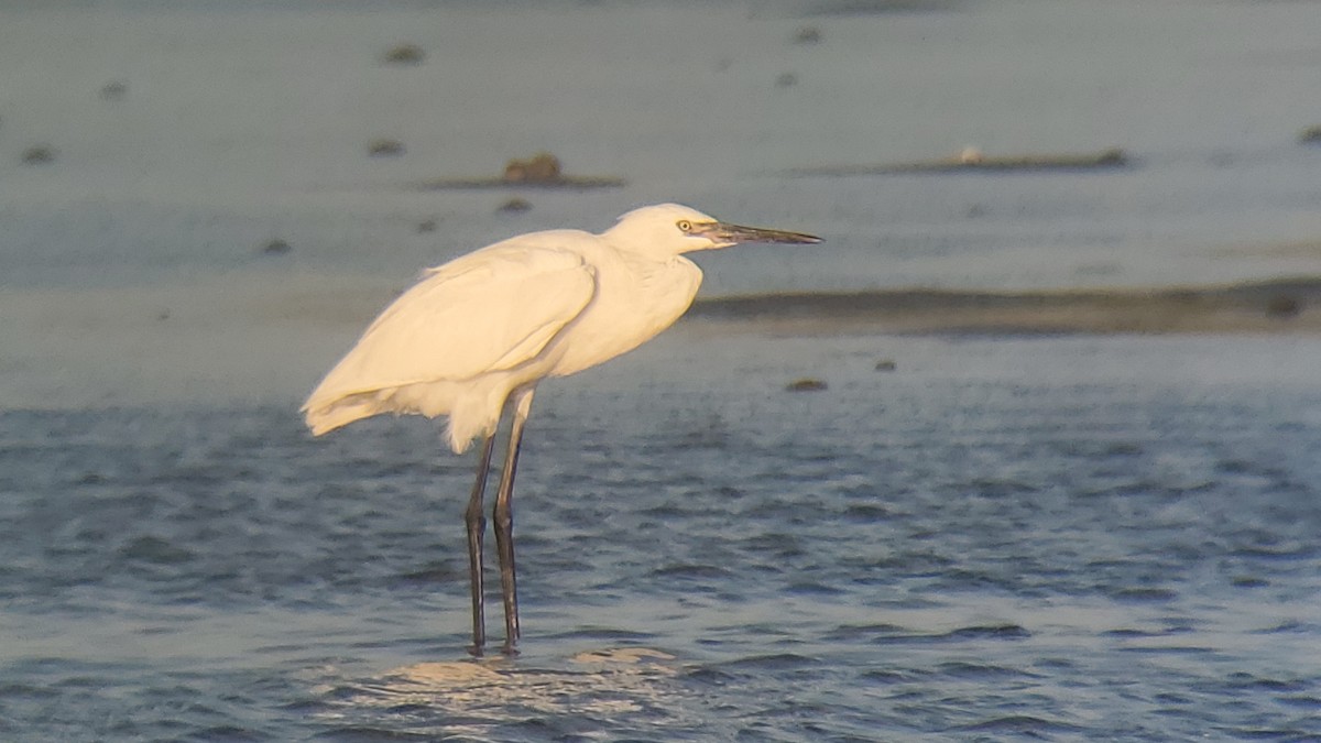 Reddish Egret - ML638294664