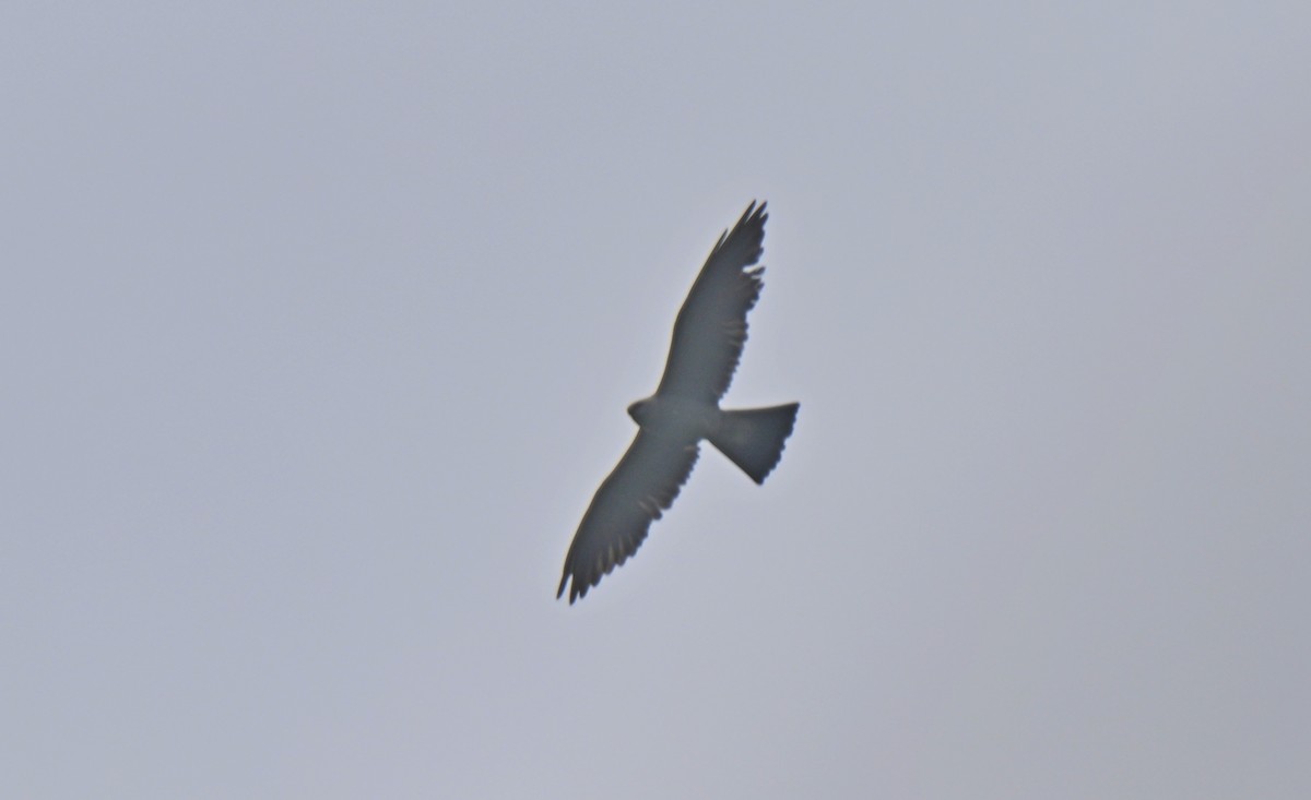 Mississippi Kite - ML638294667