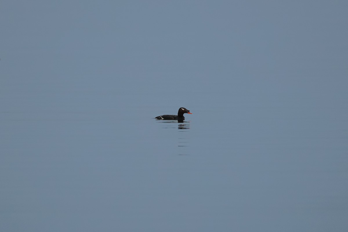 Stejneger's Scoter - ML638294668