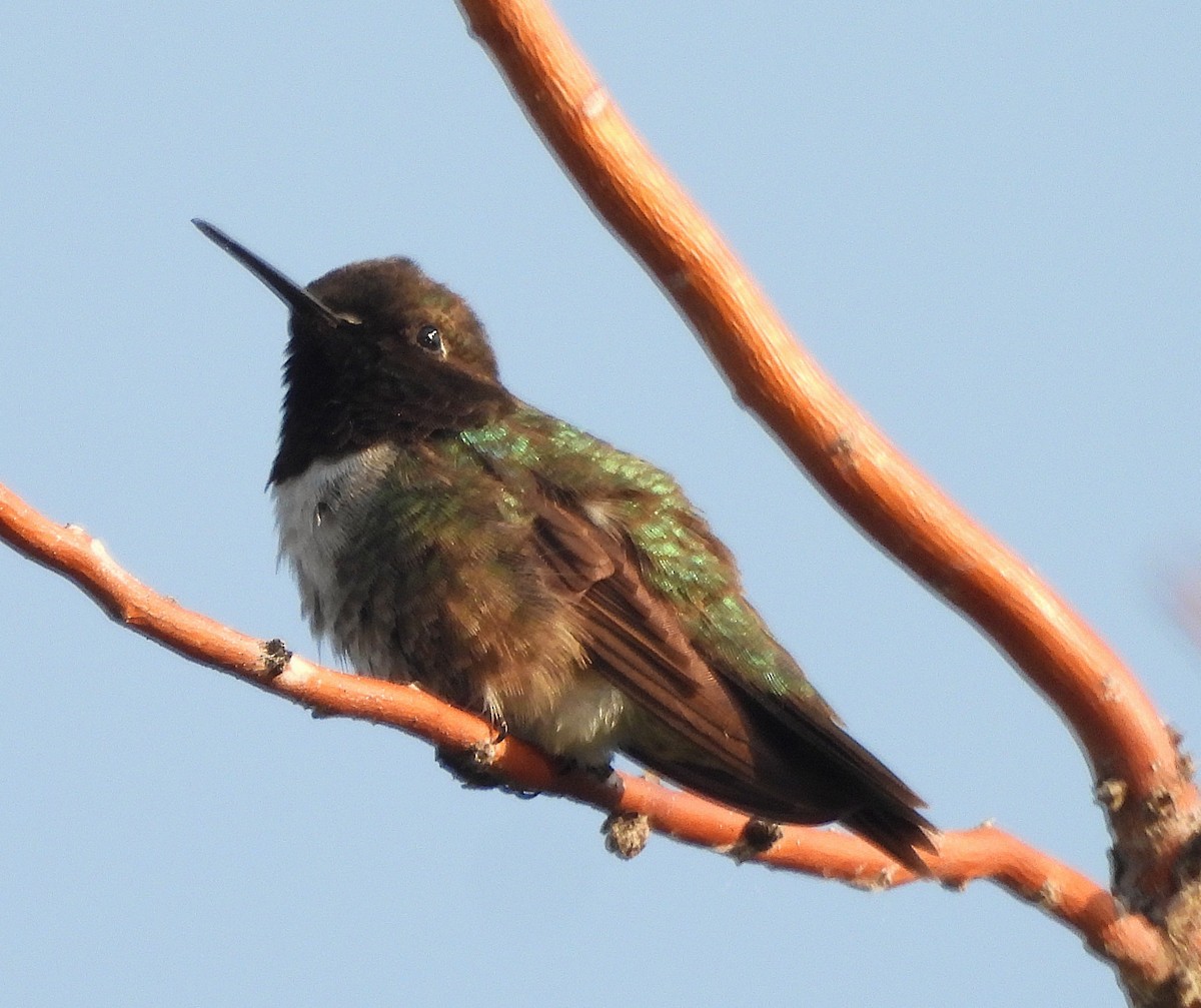 Black-chinned Hummingbird - ML638294680