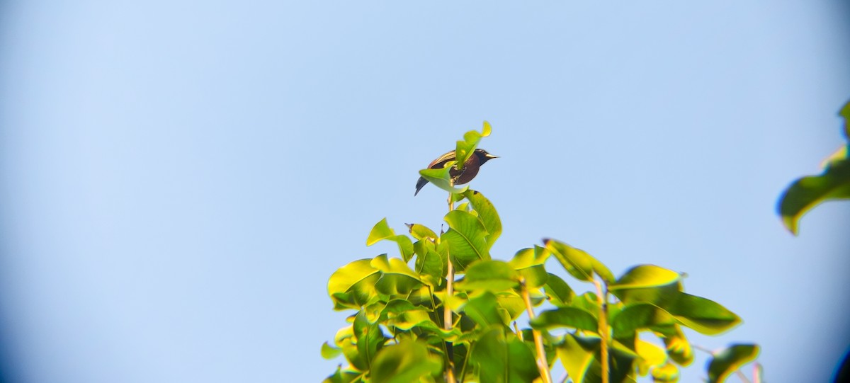 Orchard Oriole - ML638294681