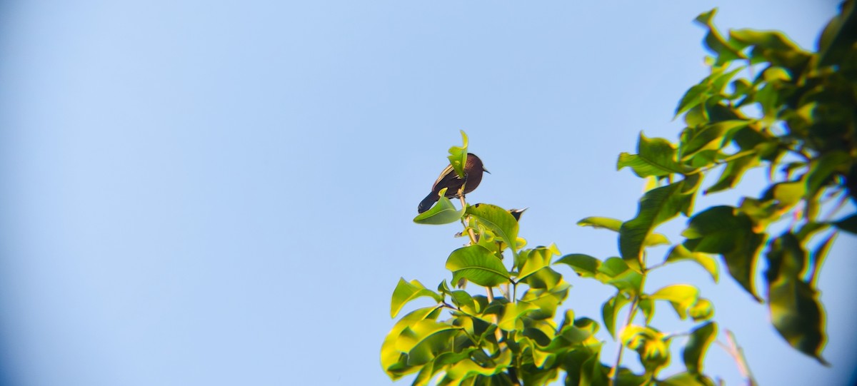 Orchard Oriole - ML638294682