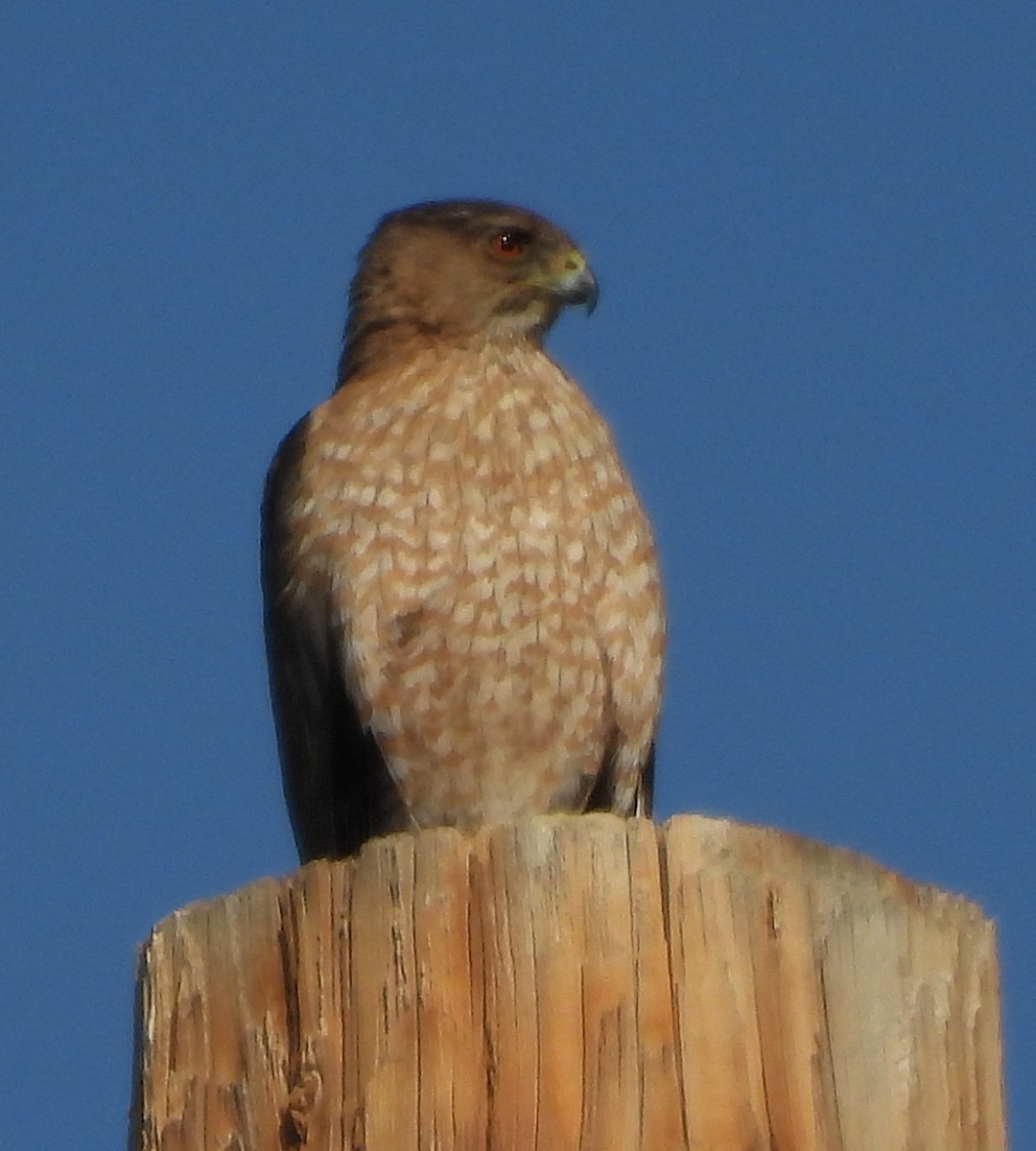 Cooper's Hawk - ML638294685