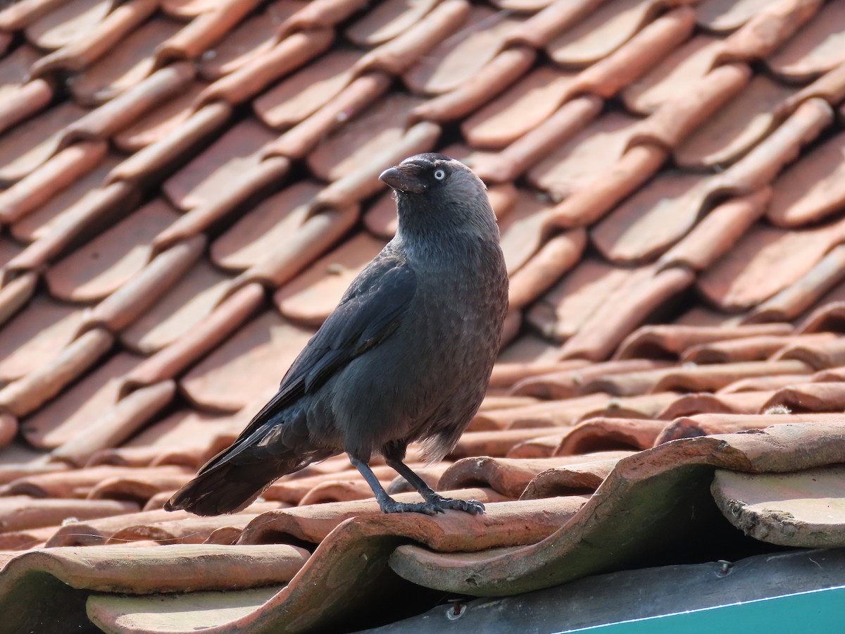 Eurasian Jackdaw - ML638294689
