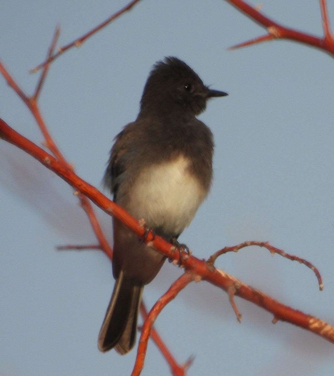 Black Phoebe - ML638294693