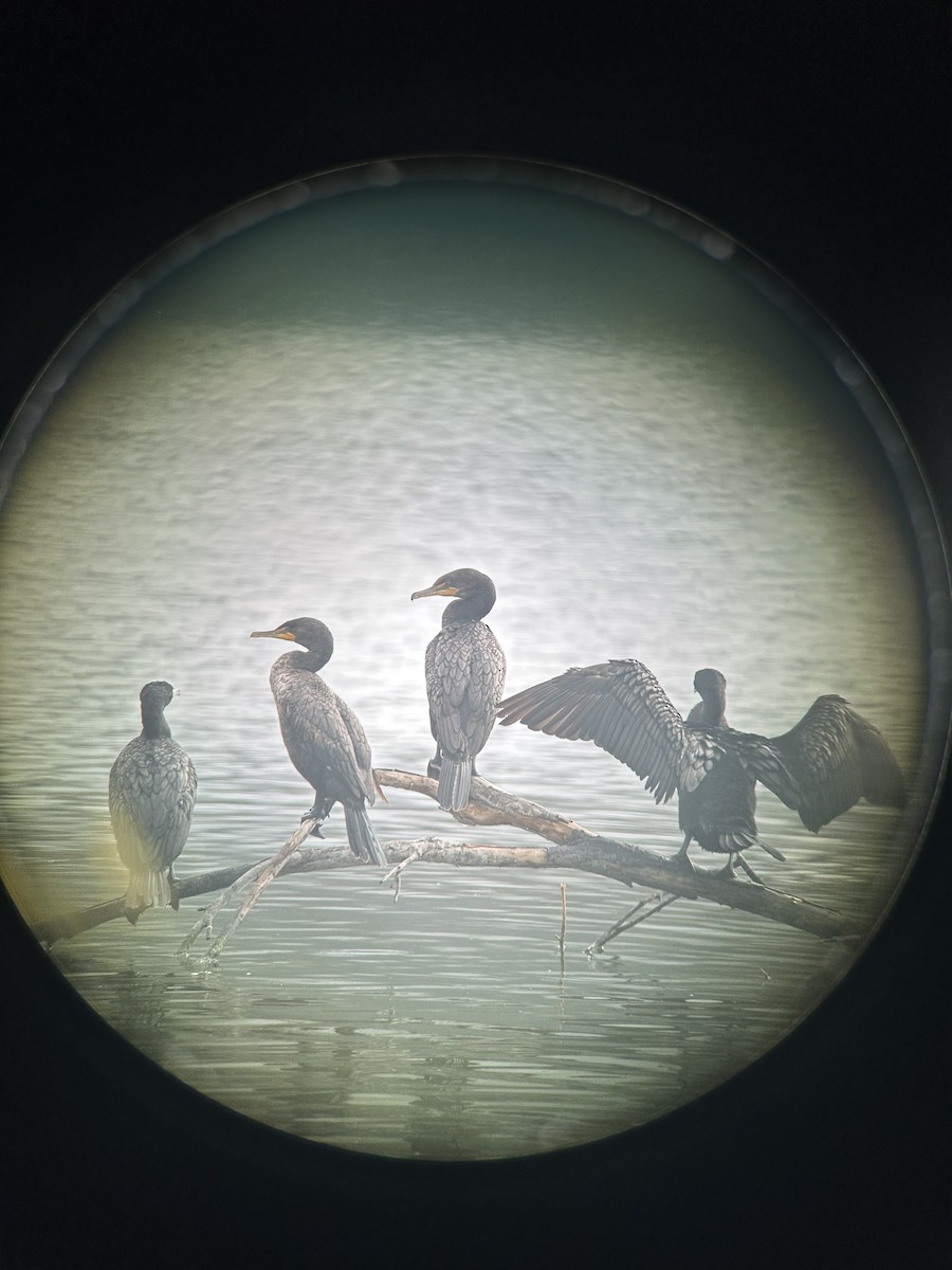 Cormorán Orejudo - ML638294696