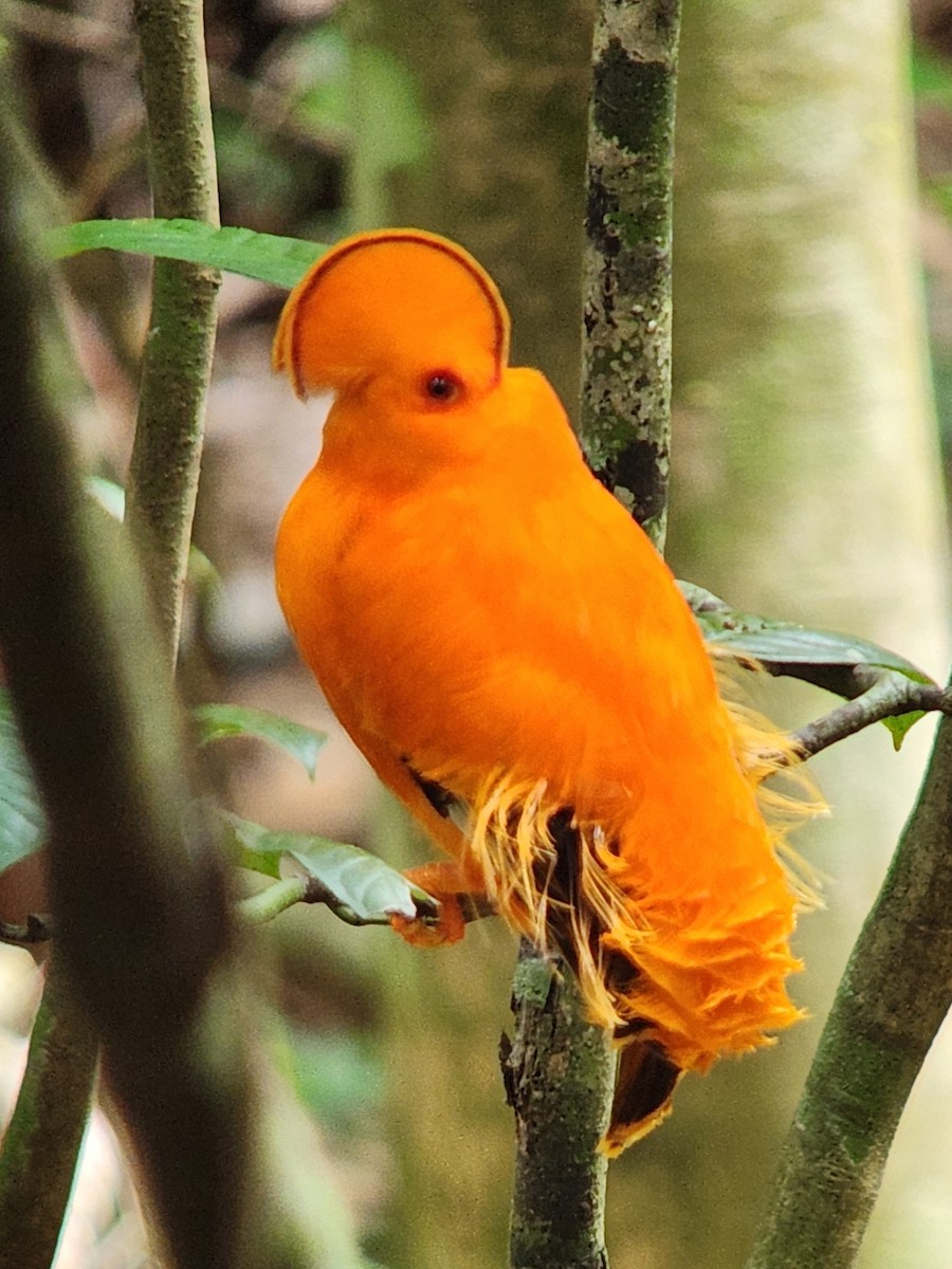 Guianan Cock-of-the-rock - ML638294697
