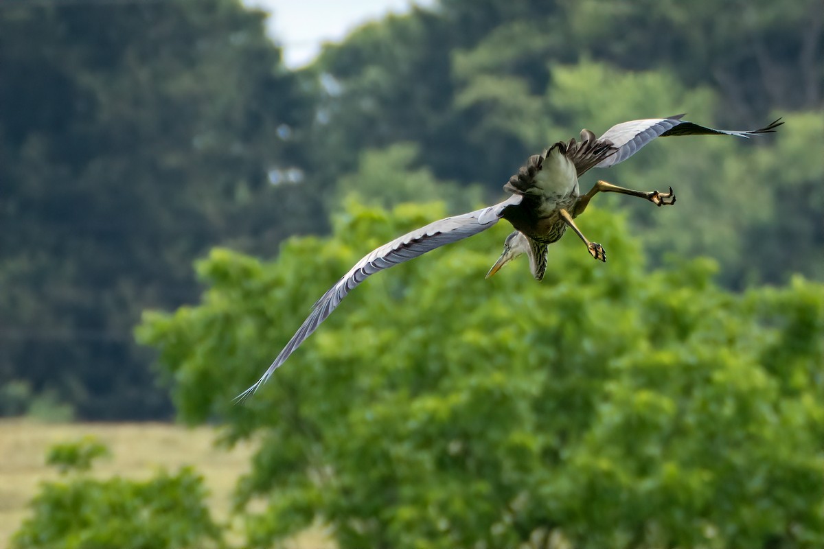Great Blue Heron - ML638294699