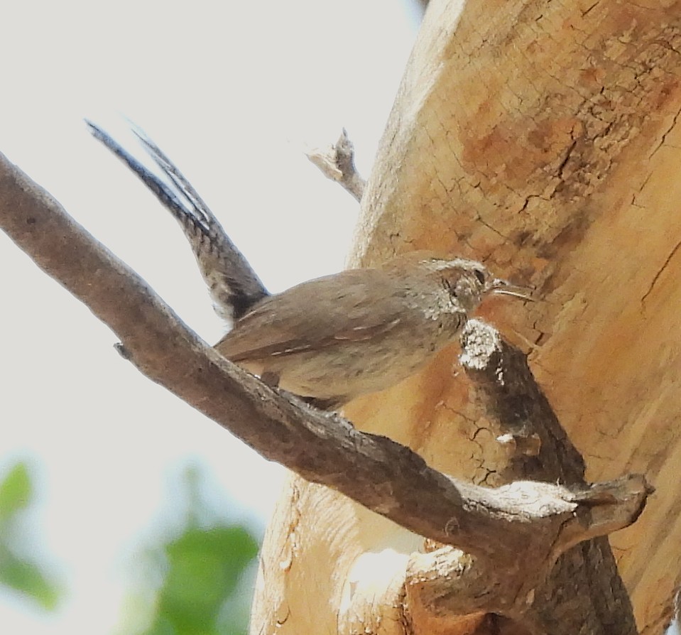 Bewick's Wren - ML638294700