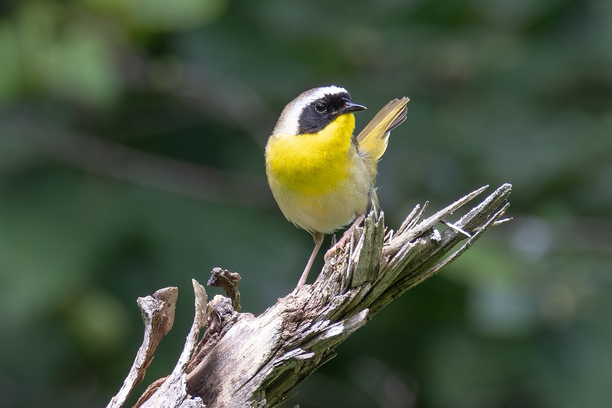 Common Yellowthroat - ML638294701