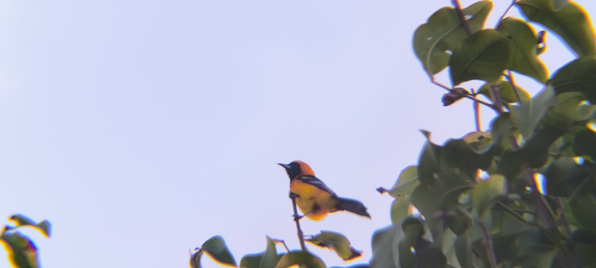 Hooded Oriole - ML638294702