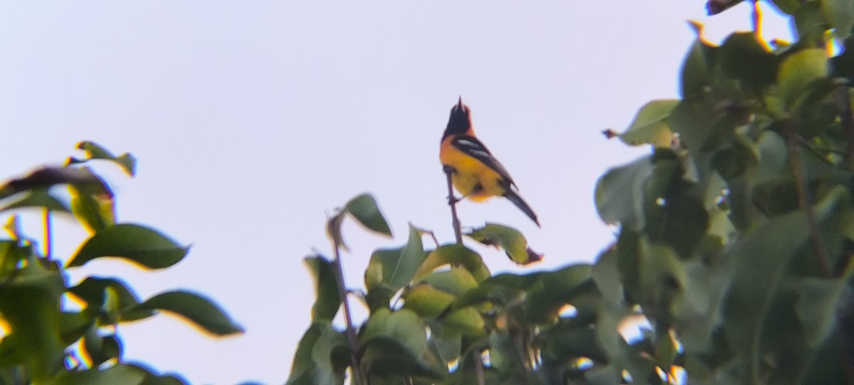 Hooded Oriole - ML638294703