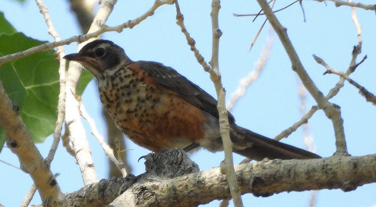 American Robin - ML638294704