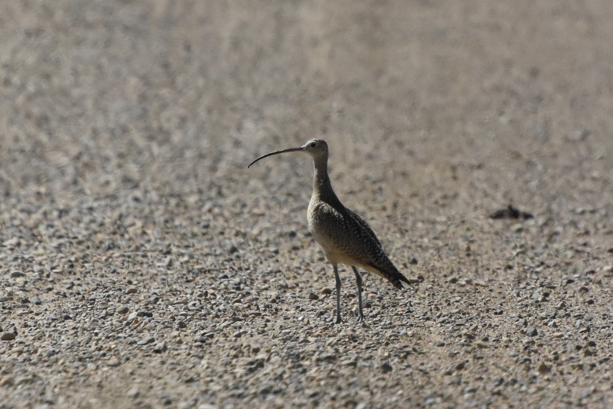 Long-billed Curlew - ML638294708