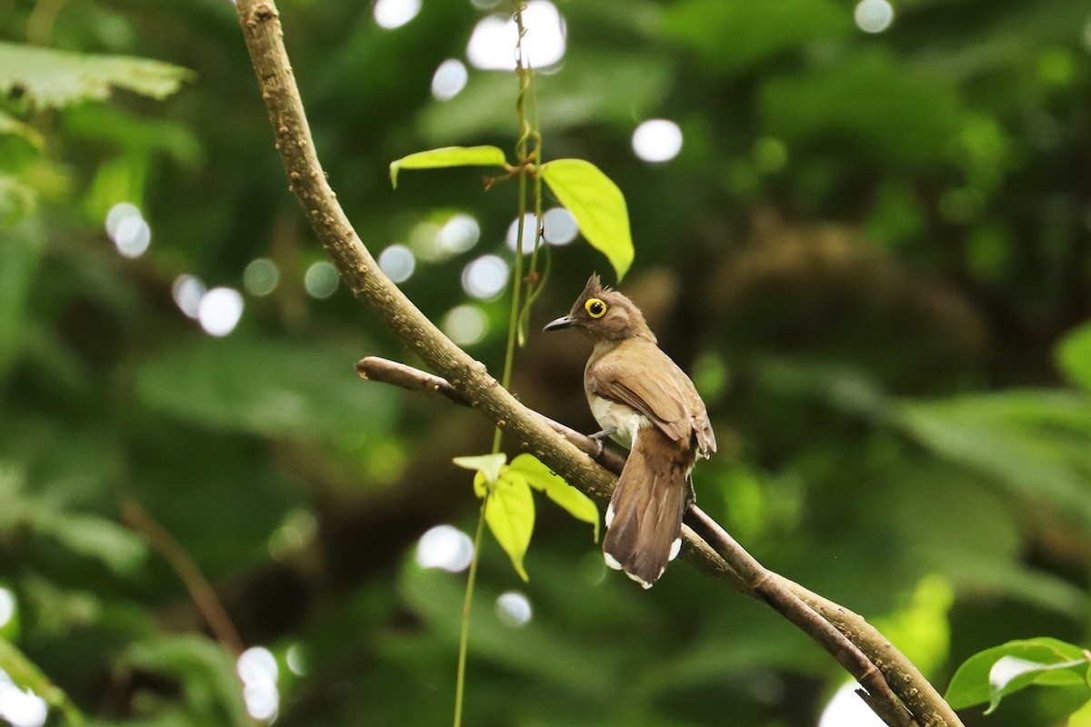 Yellow-wattled Bulbul - ML638294711