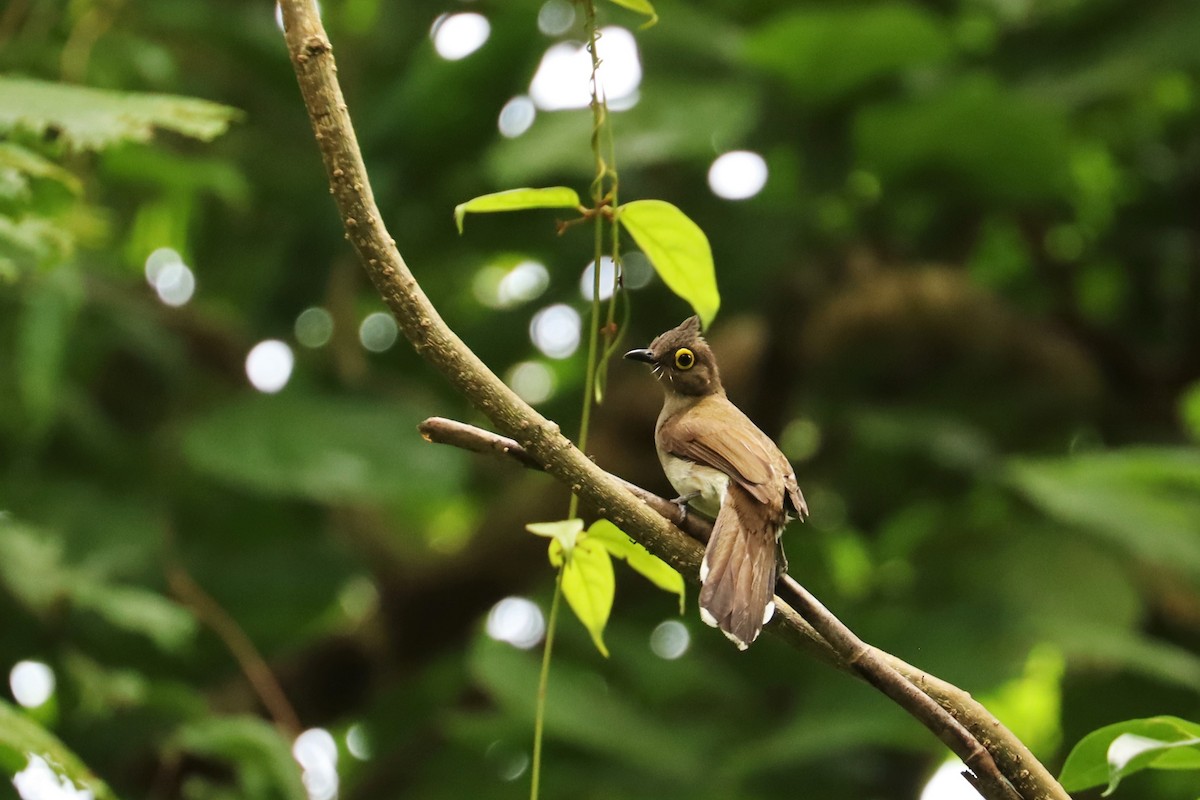 Yellow-wattled Bulbul - ML638294712