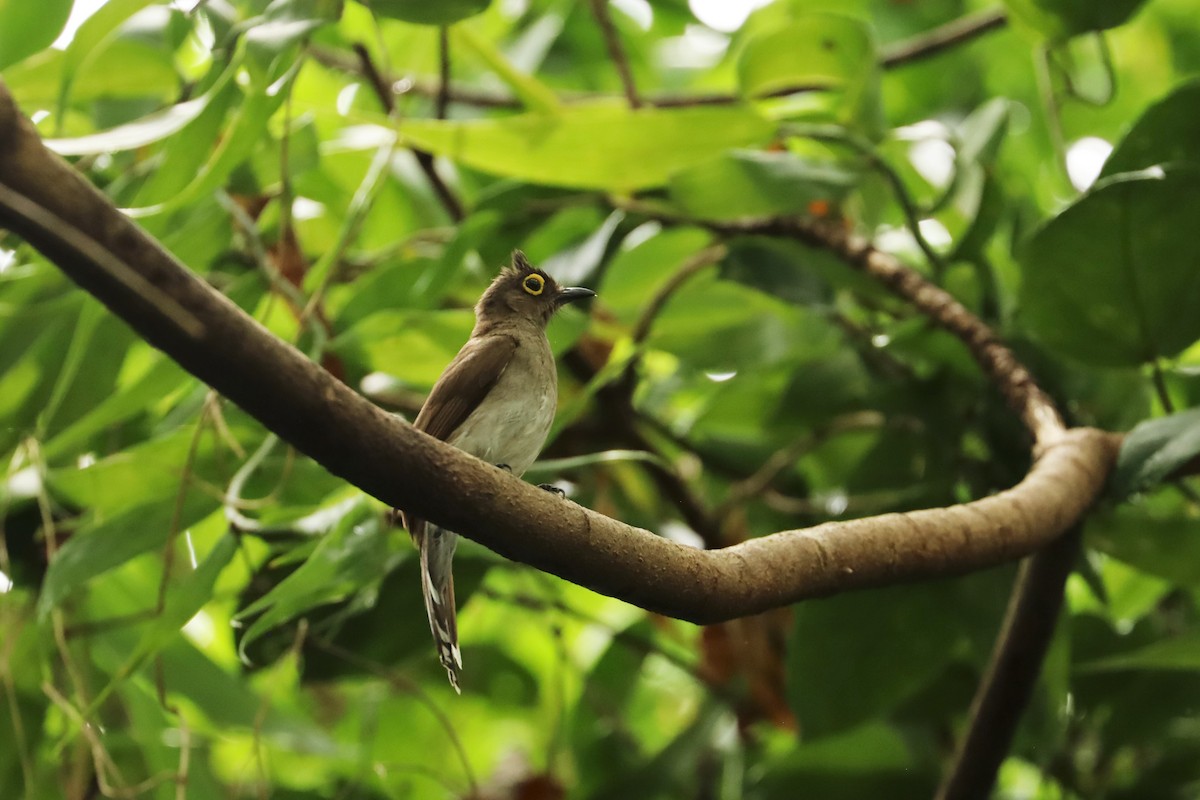 Yellow-wattled Bulbul - ML638294713