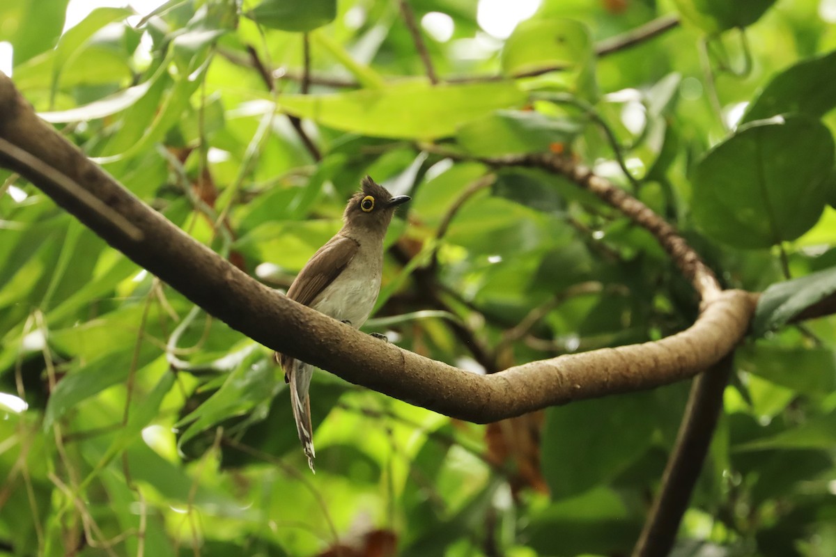 Yellow-wattled Bulbul - ML638294714