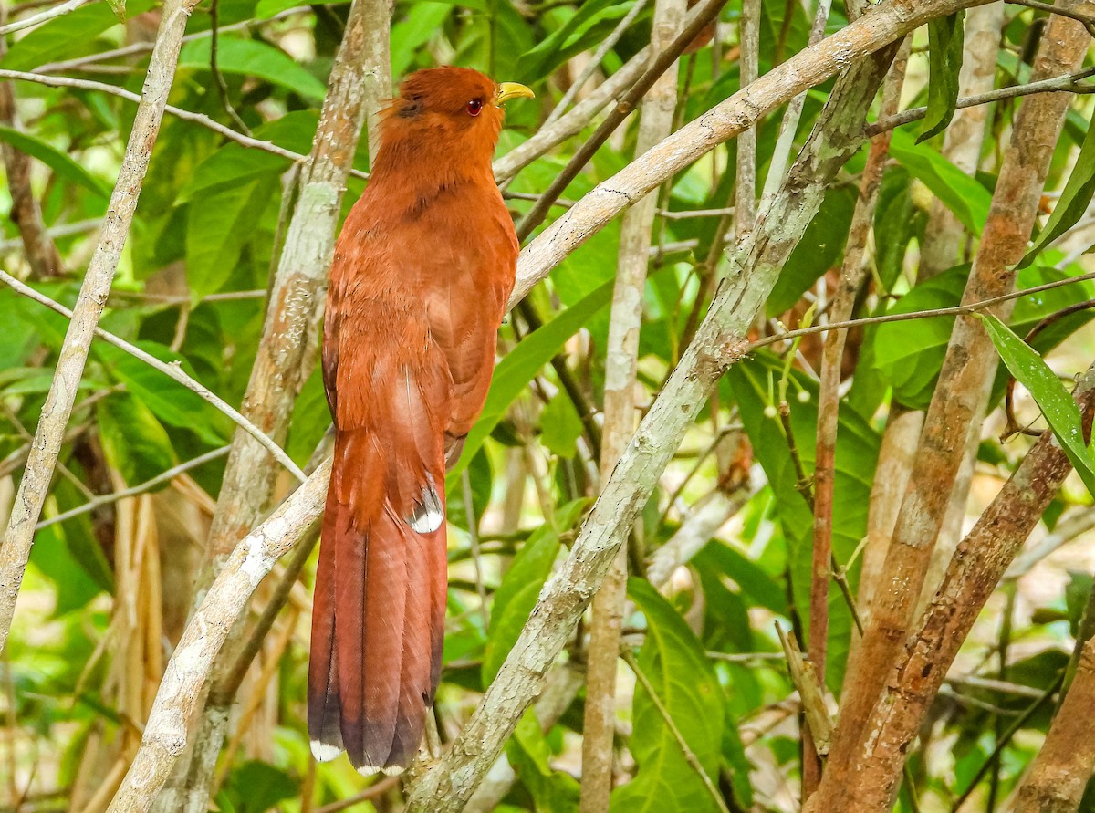 Little Cuckoo - ML638294717