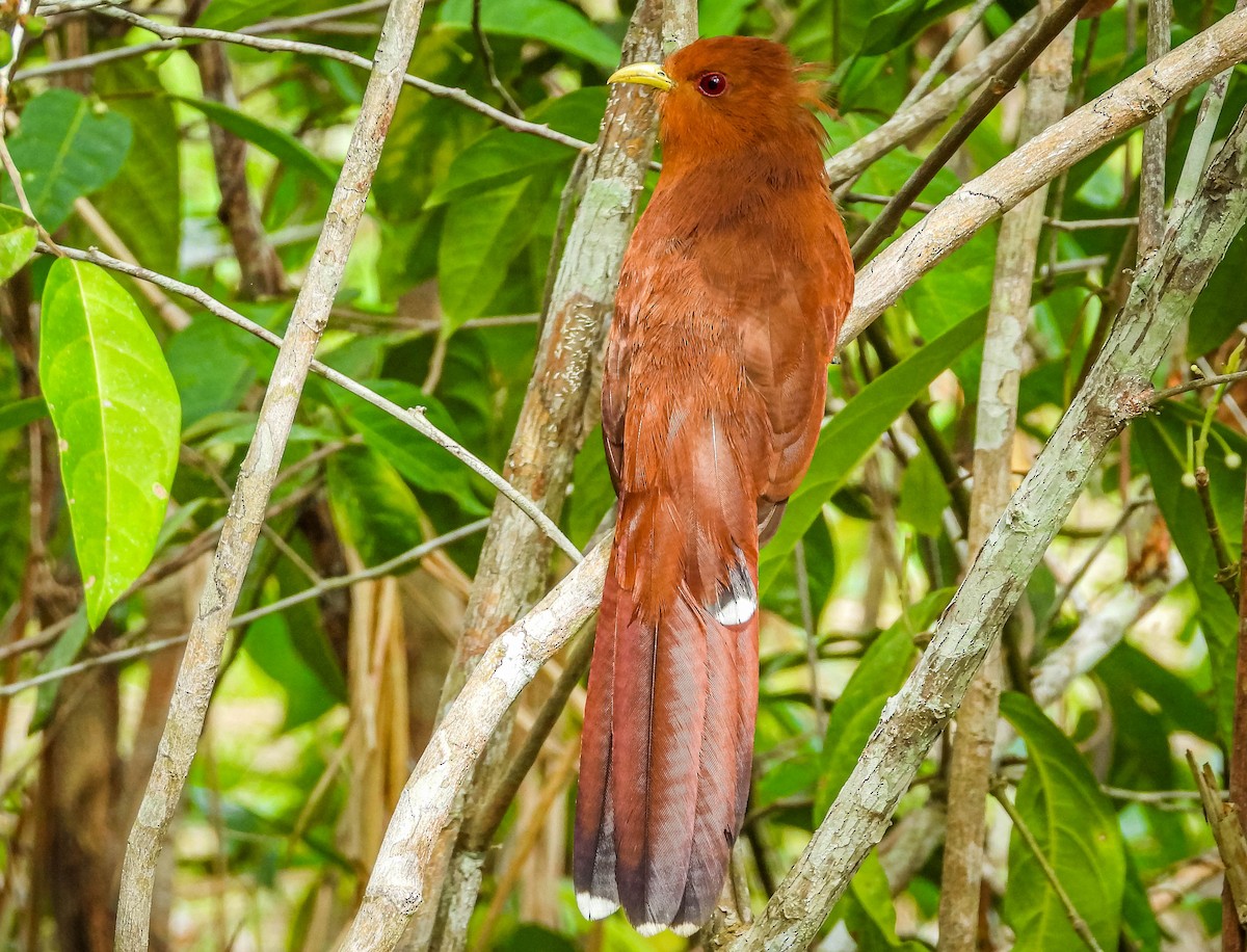 Little Cuckoo - ML638294718