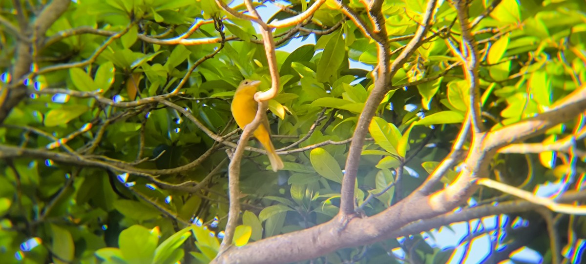 Summer Tanager - ML638294719