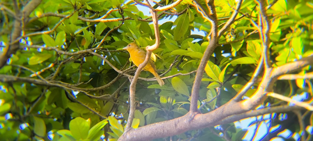 Summer Tanager - ML638294720