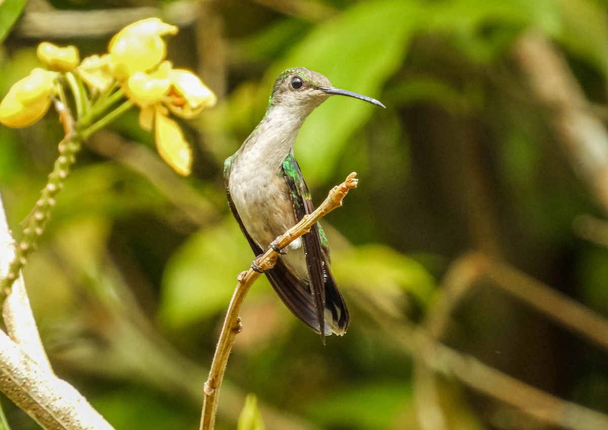 Gray-breasted Sabrewing (obscurus) - ML638294721