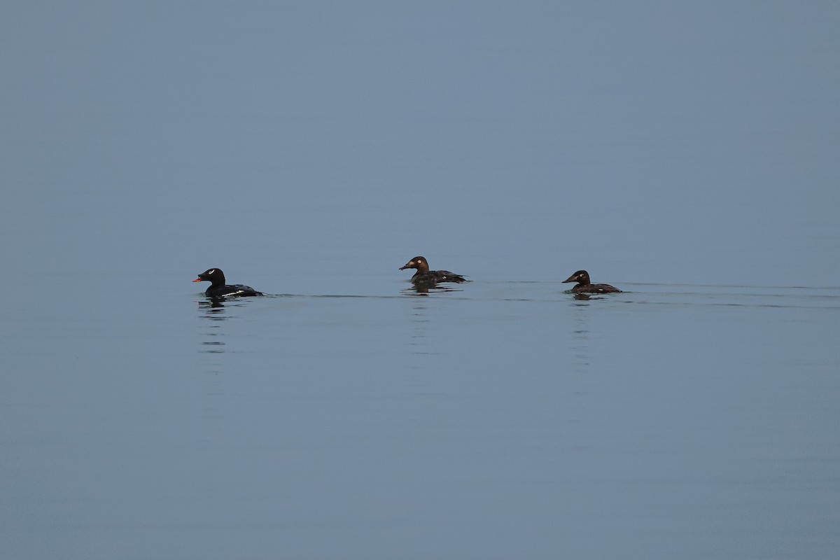 Stejneger's Scoter - ML638294727