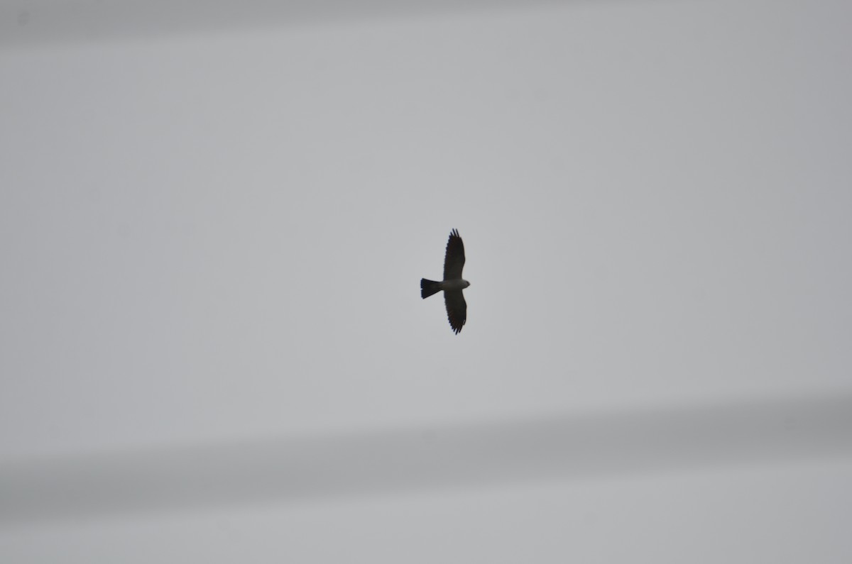 Mississippi Kite - ML638294729