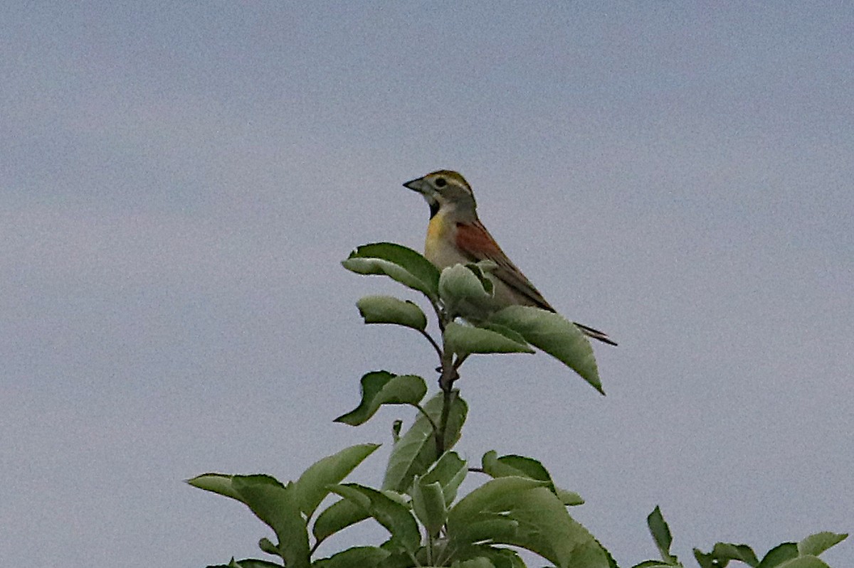 Dickcissel - ML638294730
