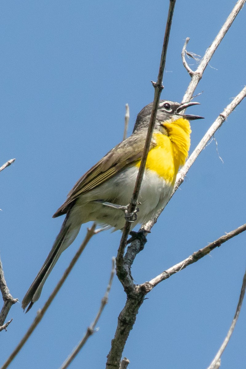 Yellow-breasted Chat - ML638294732