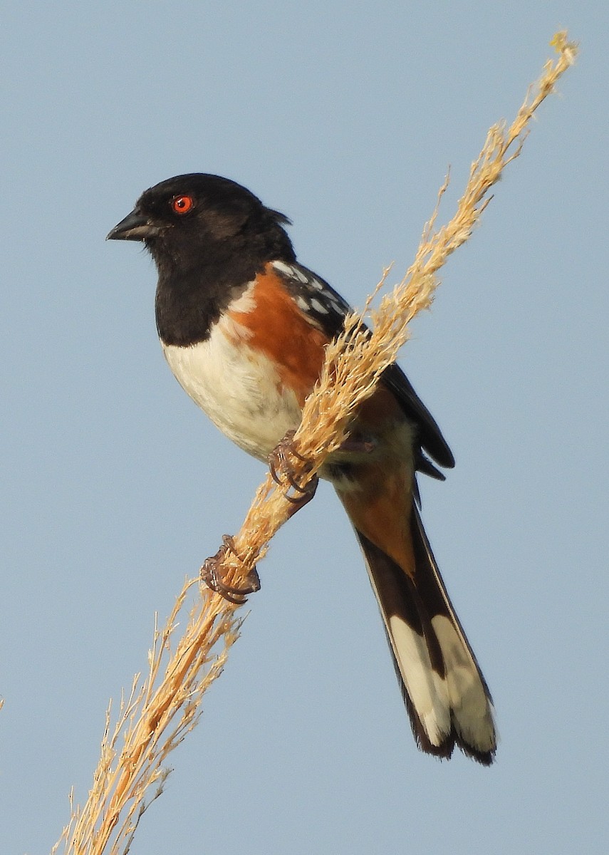 Spotted Towhee - ML638294734