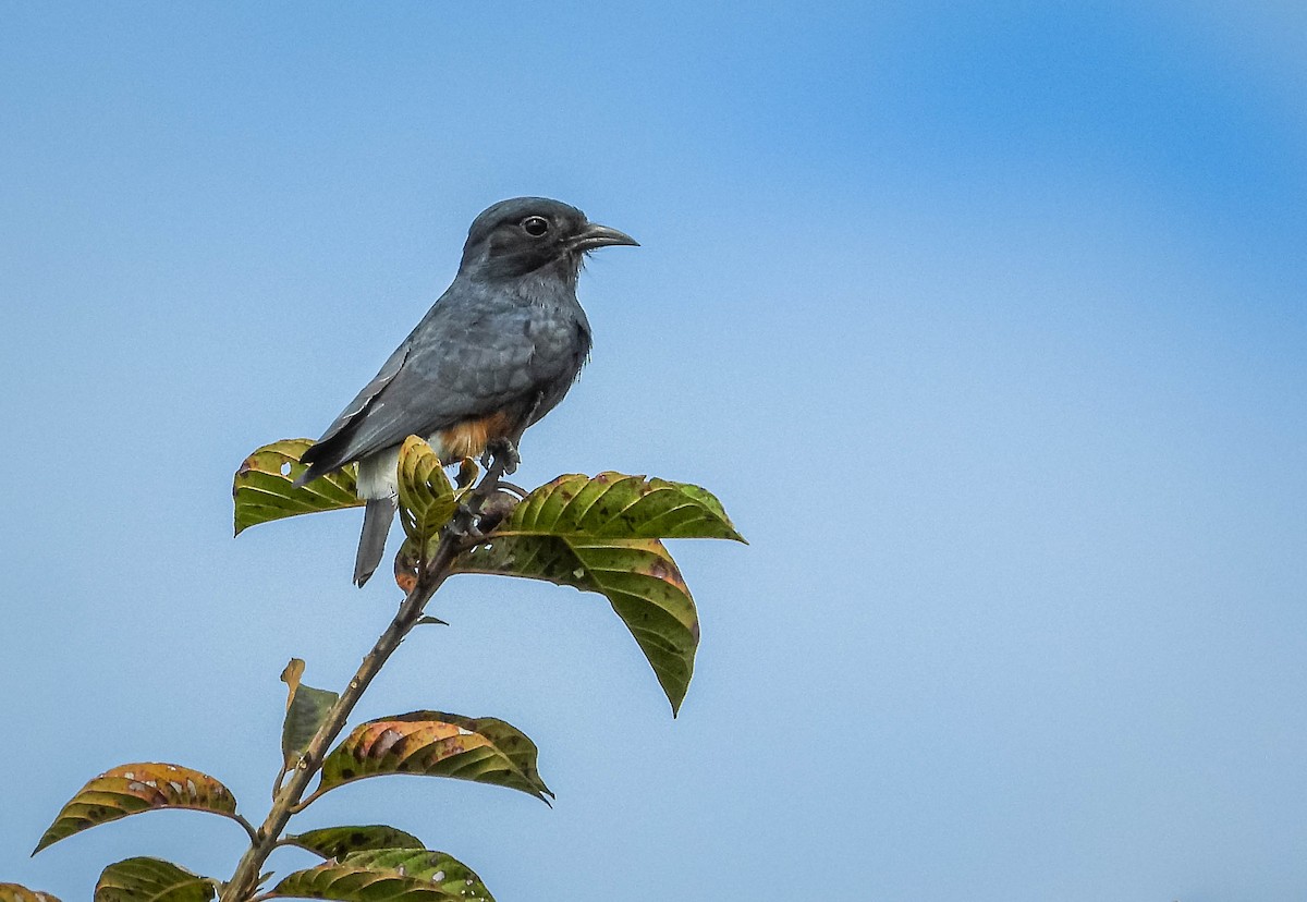 Swallow-winged Puffbird - ML638294736