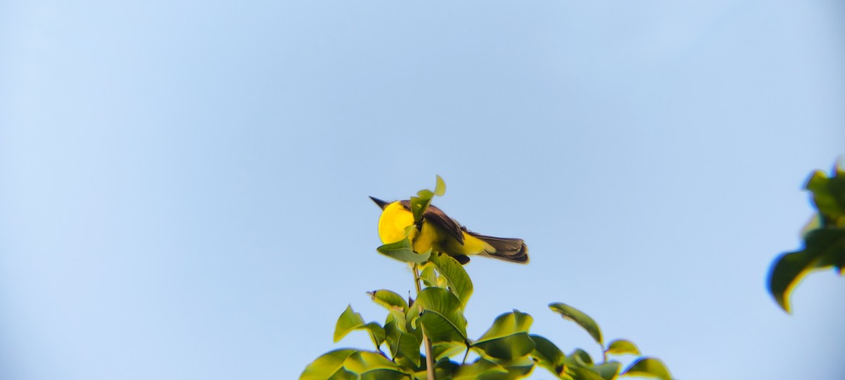 Social Flycatcher - ML638294737