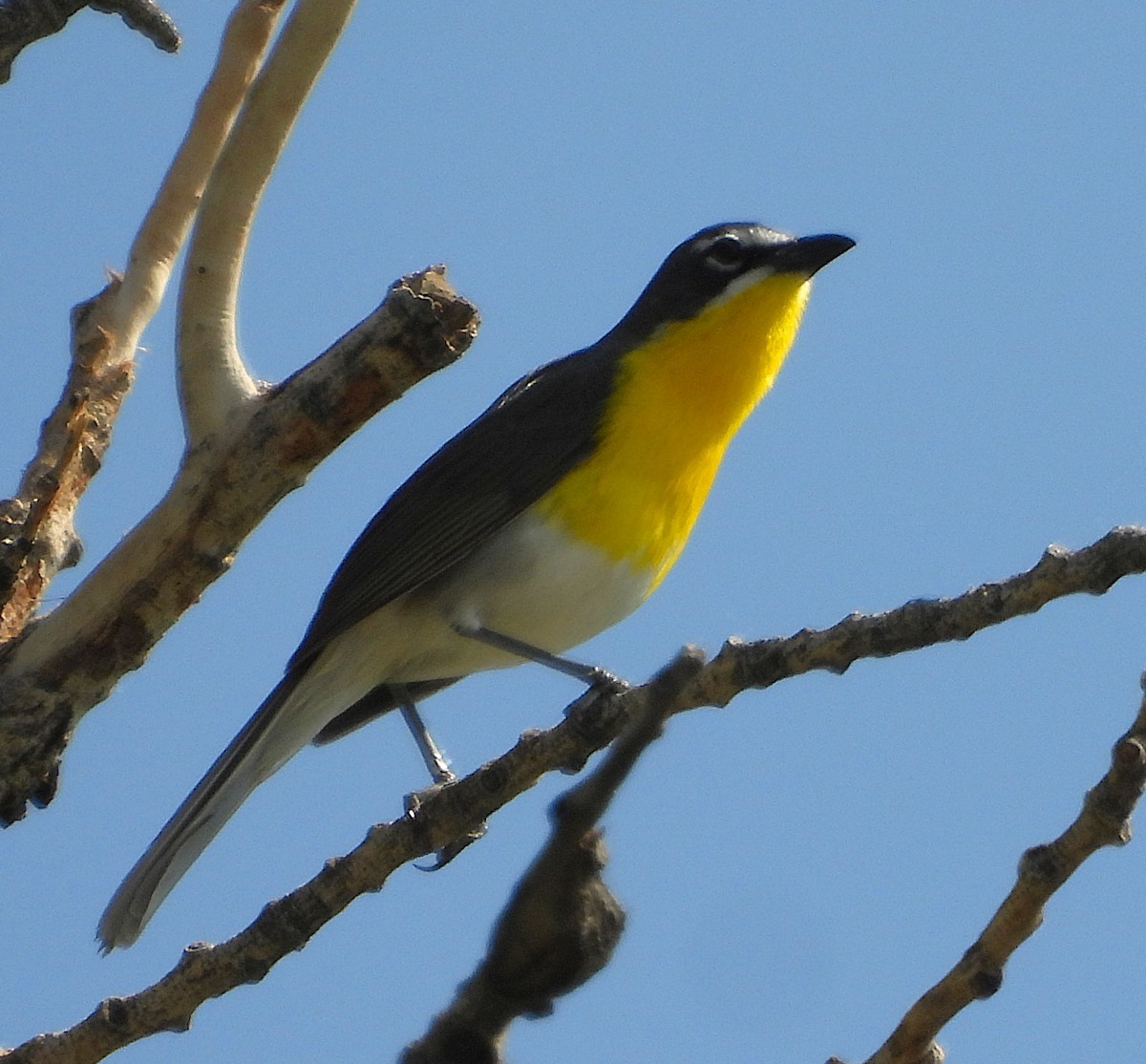 Yellow-breasted Chat - ML638294738