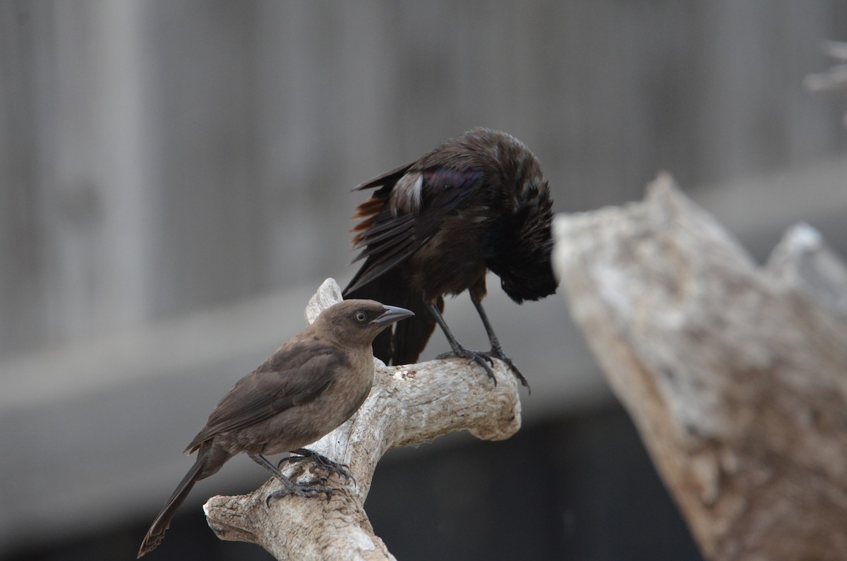 Common Grackle - ML638294744