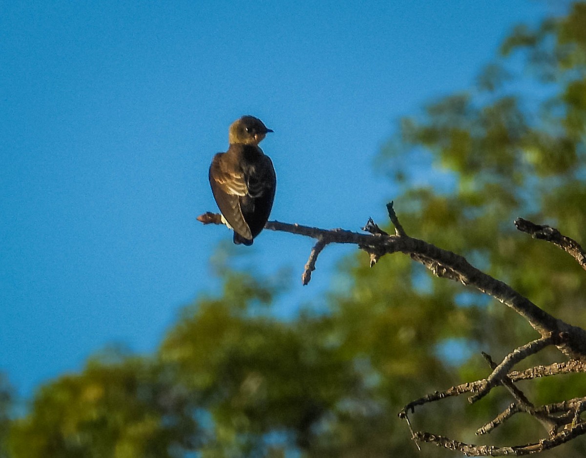Southern Rough-winged Swallow - ML638294755