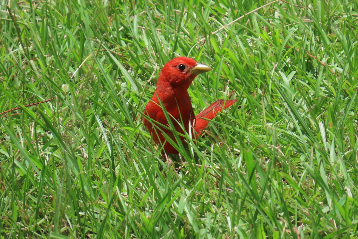 Summer Tanager - ML638294761