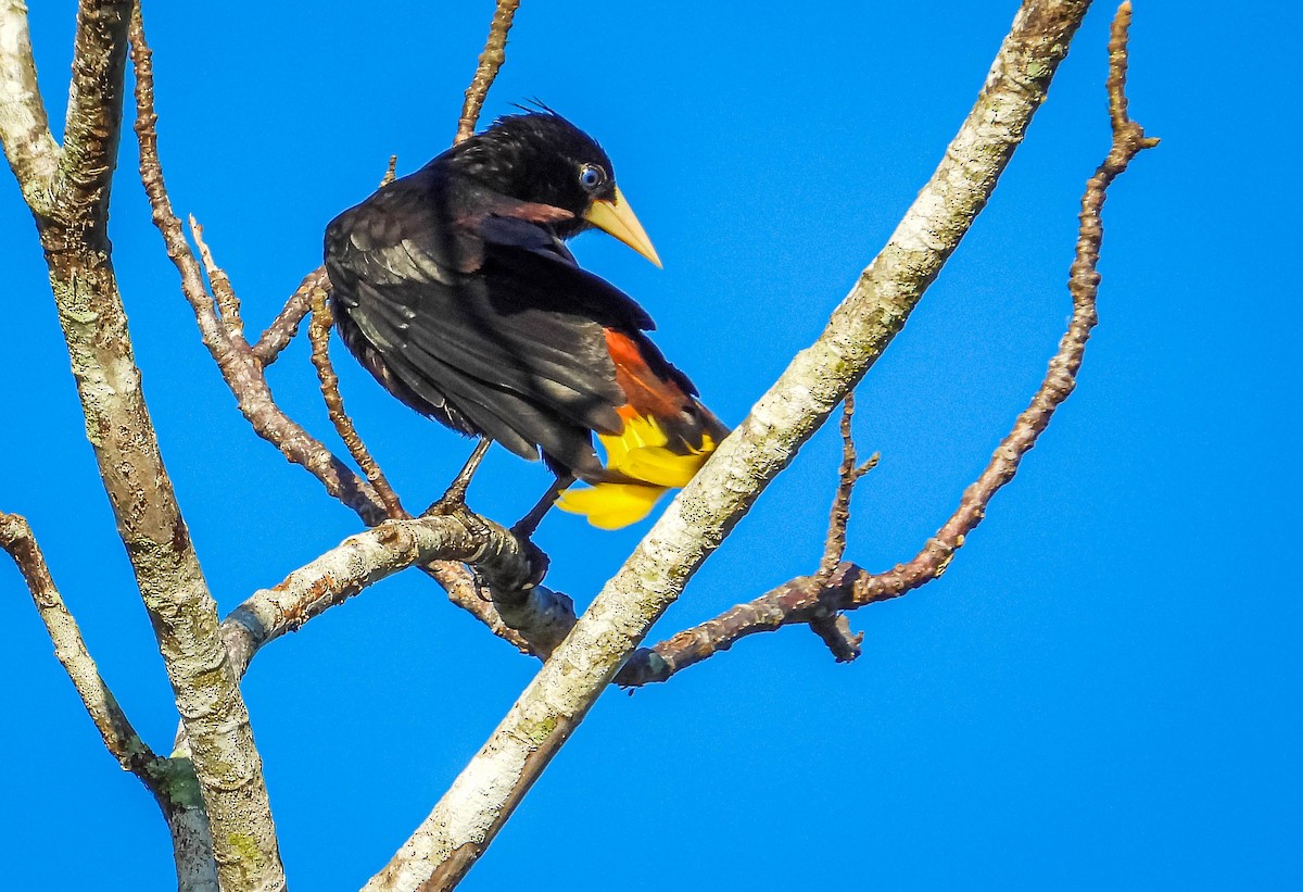 Crested Oropendola - ML638294767