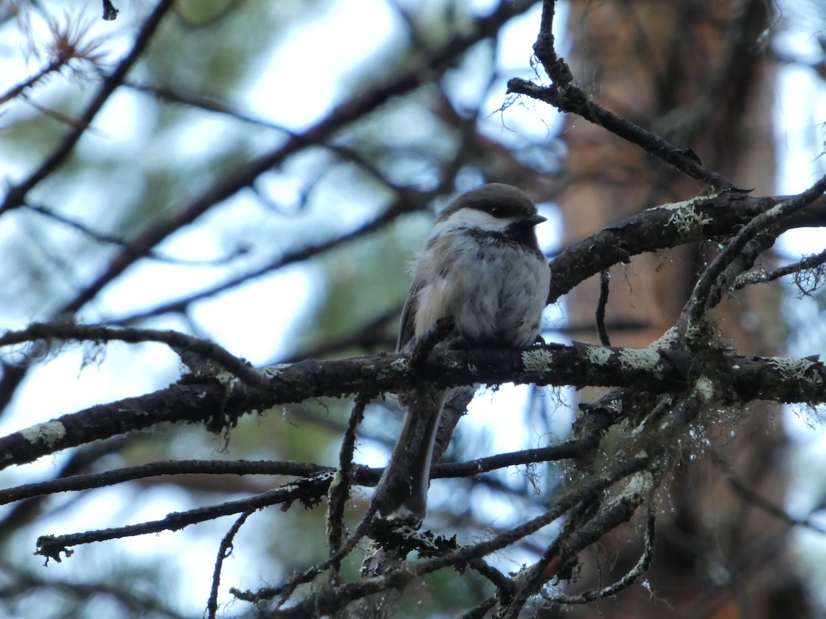 Gray-headed Chickadee - ML638294772