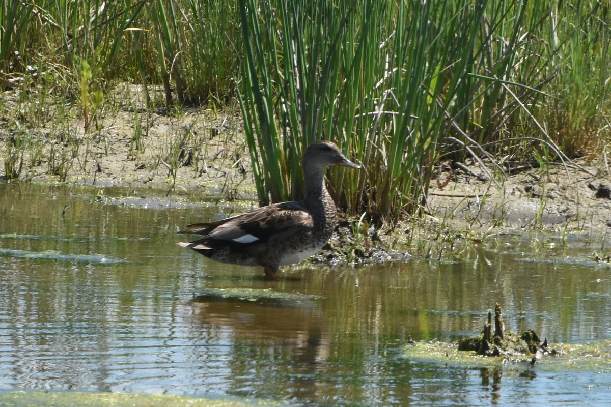 Gadwall - ML638294774