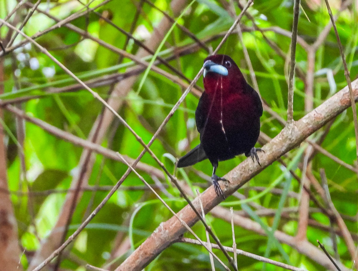 Silver-beaked Tanager - ML638294786