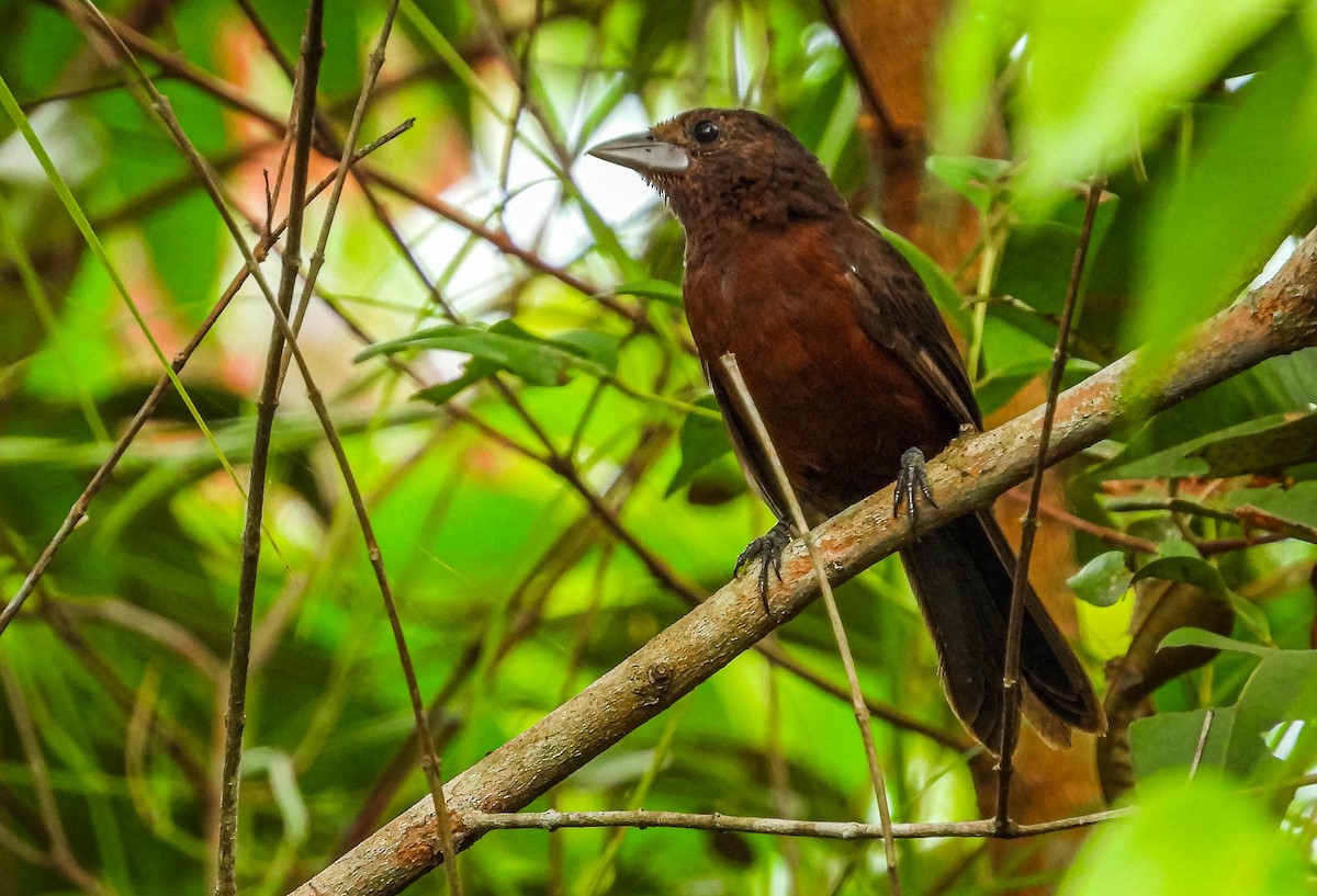 Silver-beaked Tanager - ML638294787
