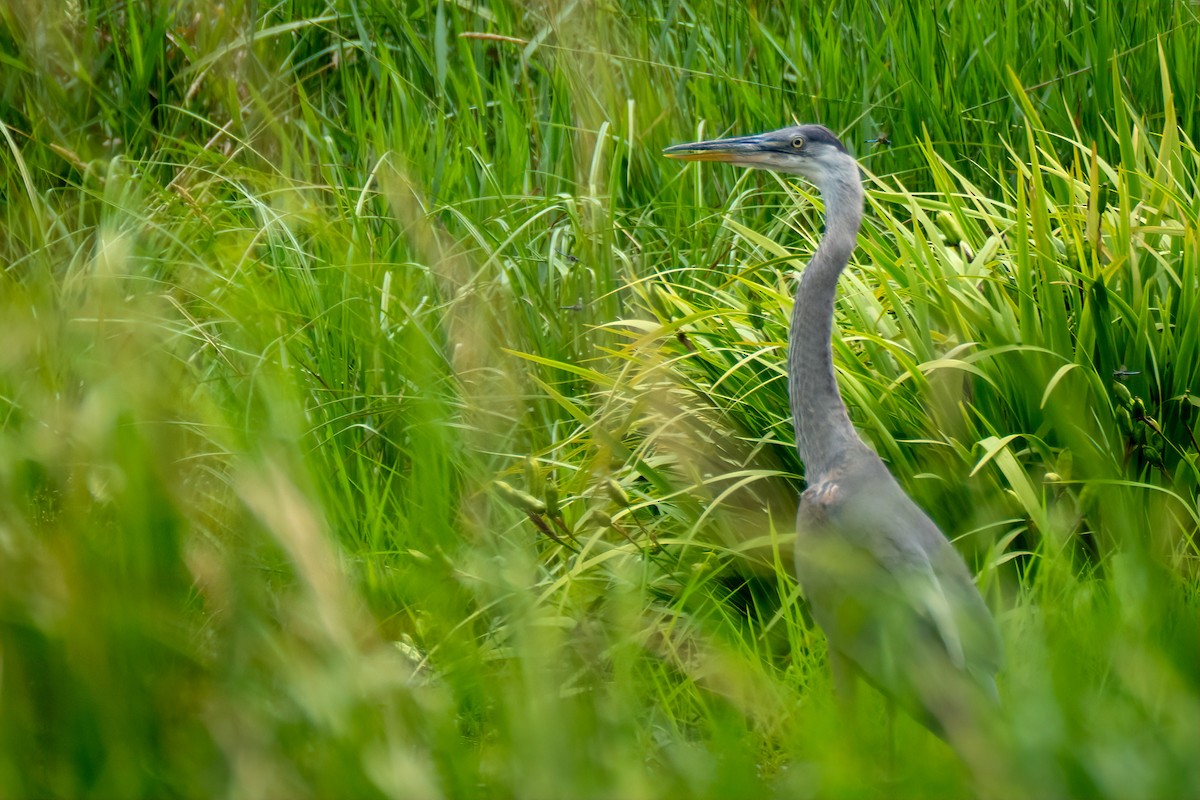 Great Blue Heron - ML638294791