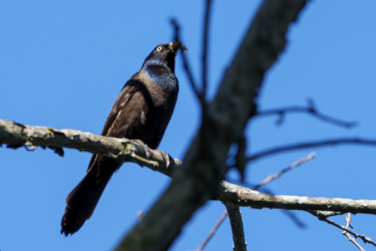Common Grackle - ML638294792