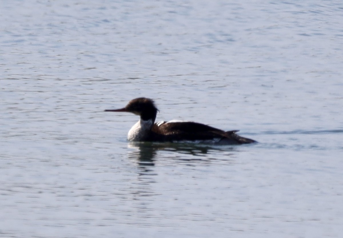Red-breasted Merganser - ML638294793