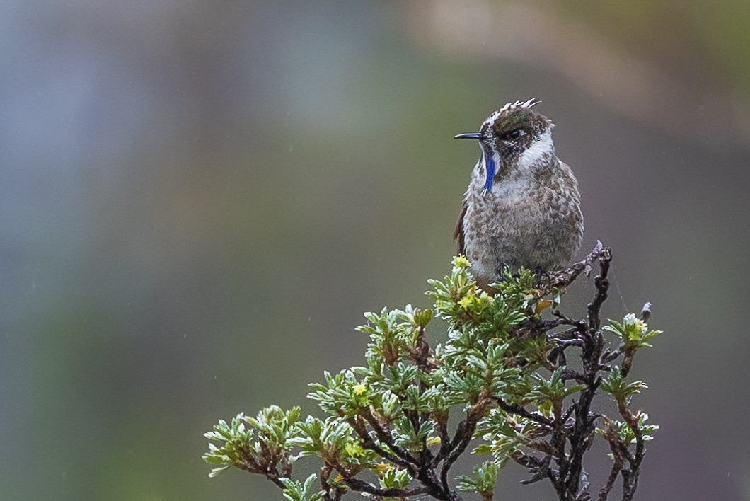 Blue-bearded Helmetcrest - ML638294794