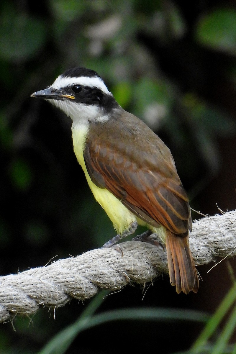 Great Kiskadee - ML638294798