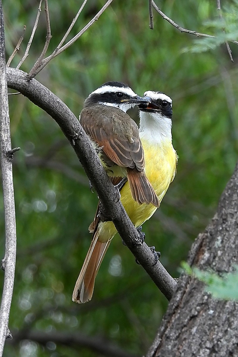 Great Kiskadee - ML638294800