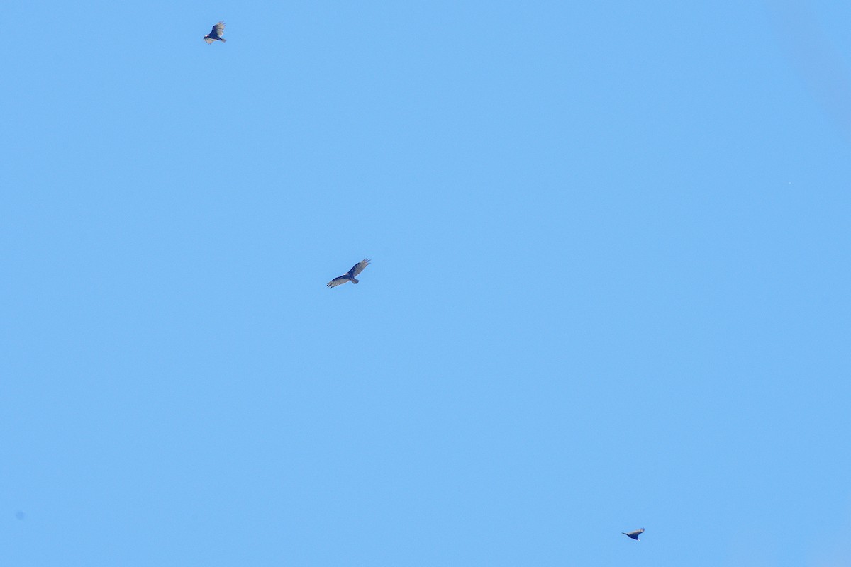 Turkey Vulture - ML638294805